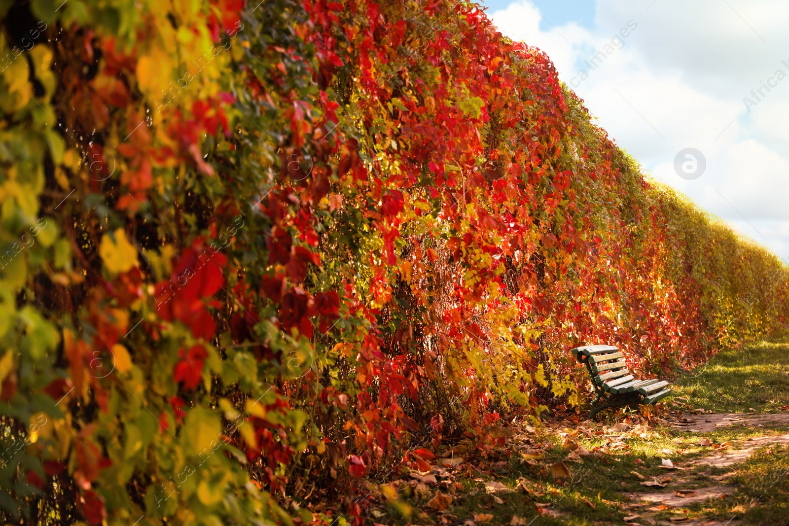 Photo of Beautiful plants with bright leaves in park. Autumn season