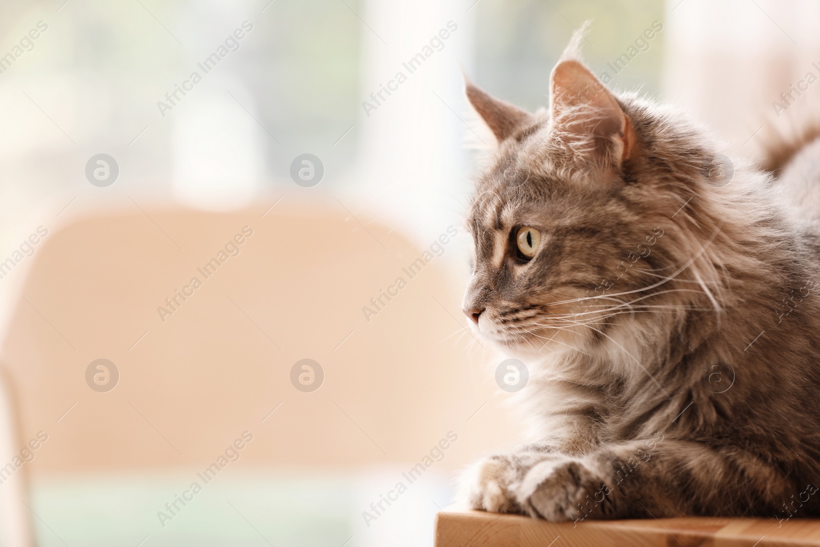 Photo of Adorable Maine Coon cat on table at home. Space for text