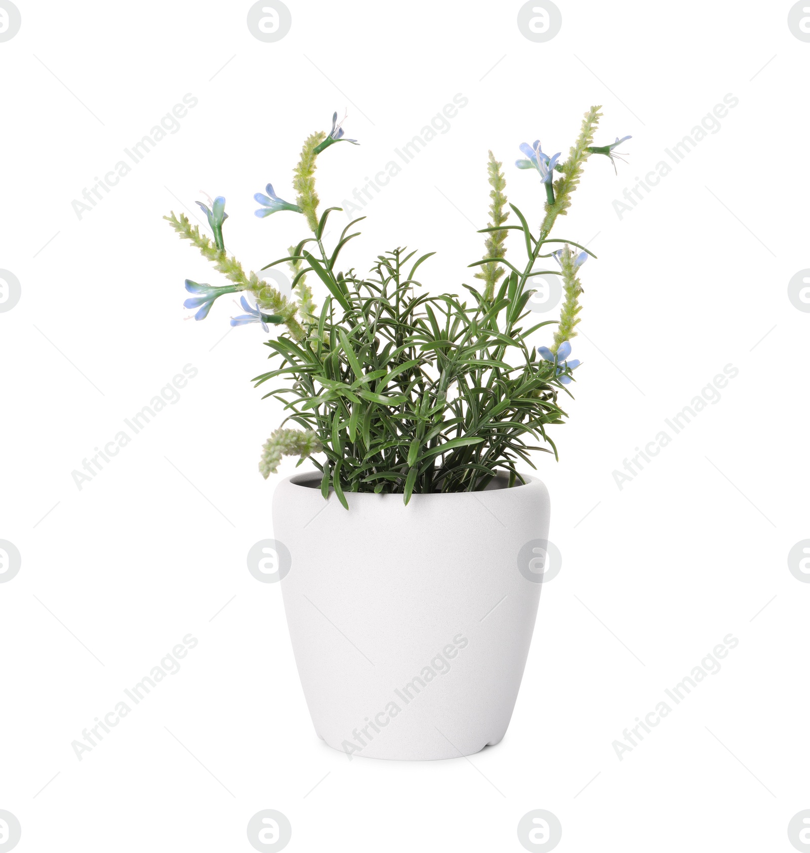 Photo of Artificial potted blue lavender flowers on white background. Home decor