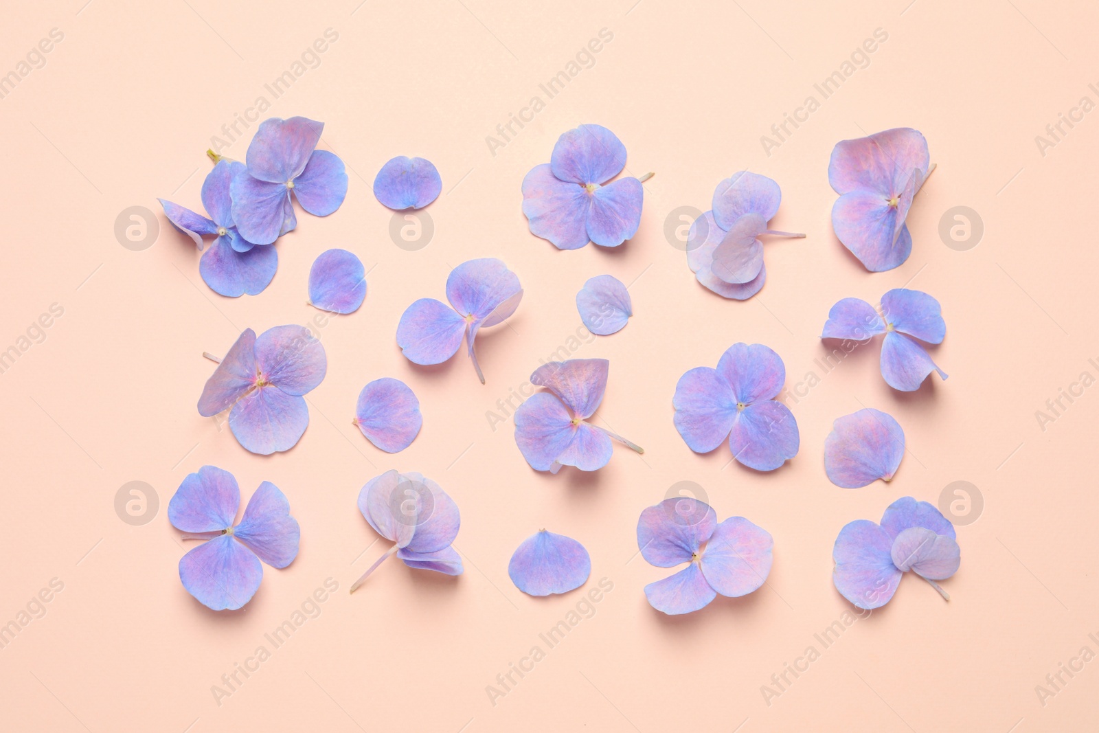 Photo of Beautiful hortensia plant florets on pale light beige background, flat lay