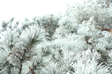 Photo of Frosty coniferous tree branches outdoors. Winter season