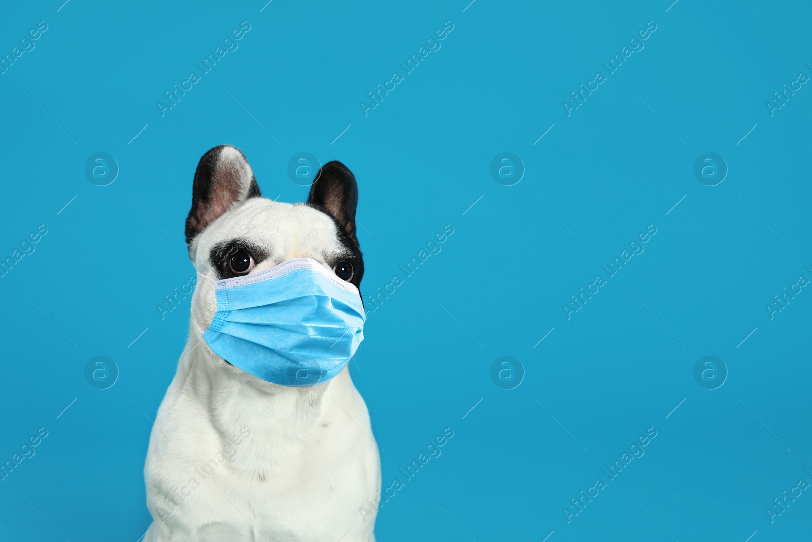 Image of French bulldog in medical mask on blue background, space for text. Virus protection