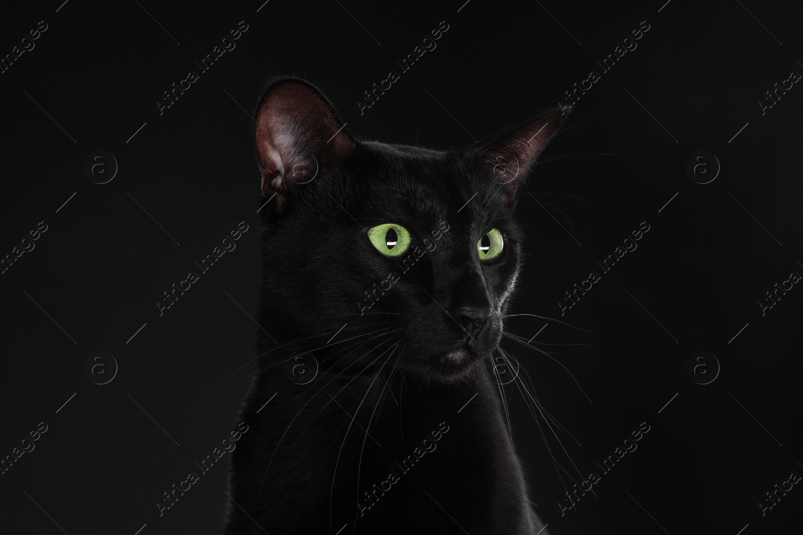 Photo of Adorable cat with green eyes on black background. Lovely pet