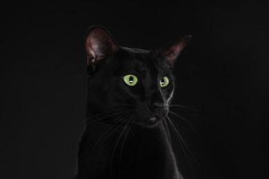 Photo of Adorable cat with green eyes on black background. Lovely pet