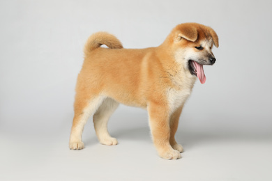 Cute Akita Inu puppy on white background. Baby animal