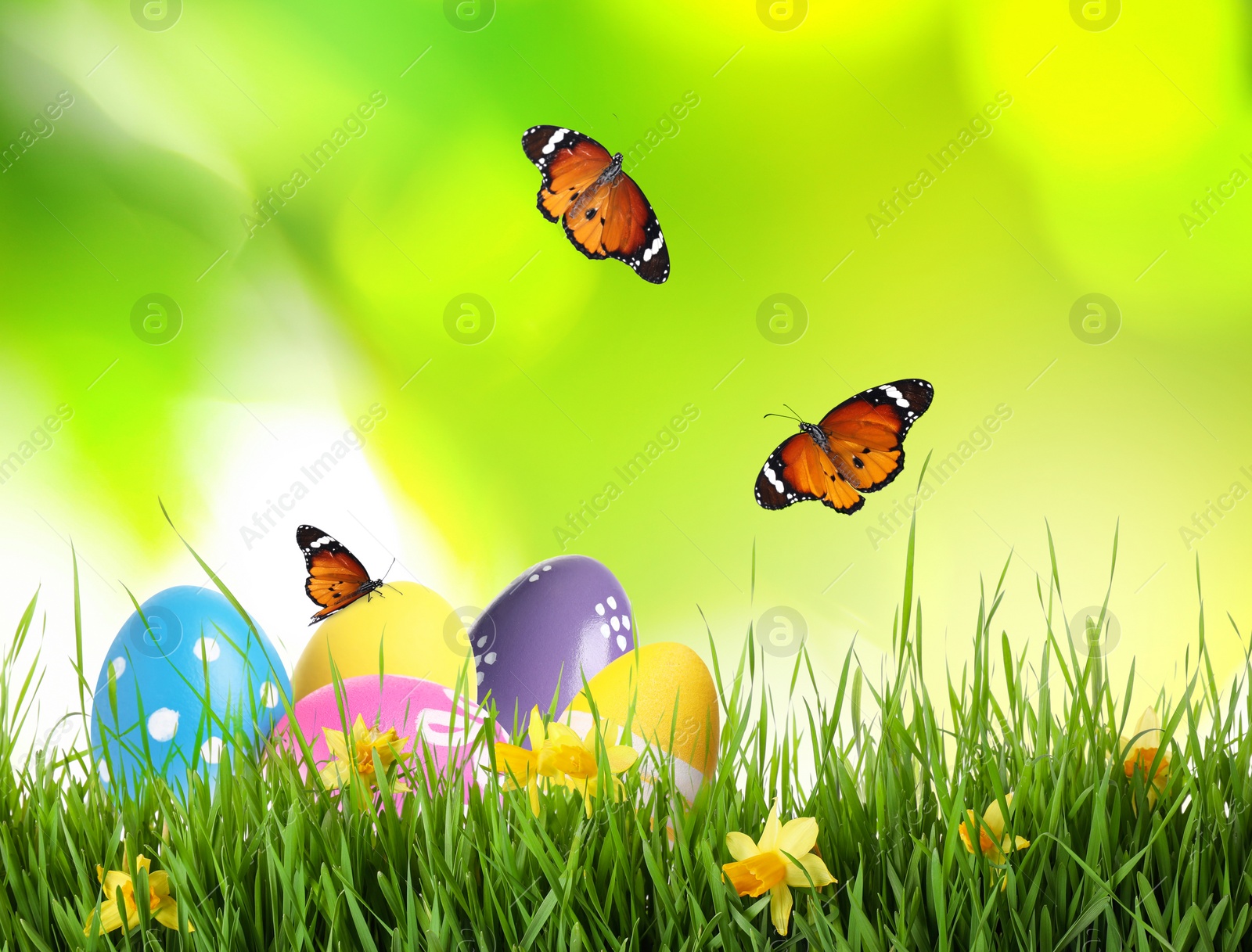 Image of Colorful Easter eggs with flowers in green grass and butterflies on blurred background