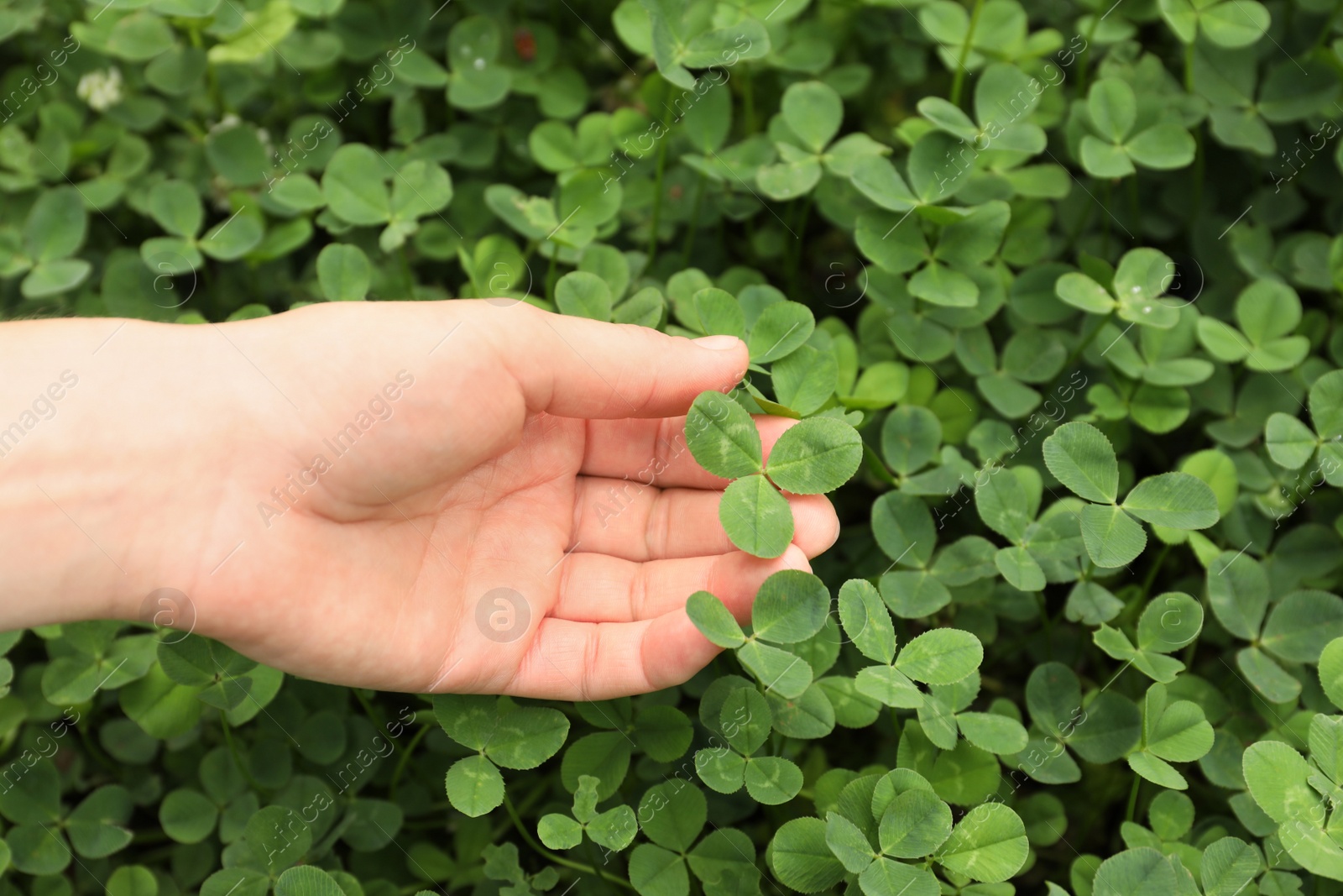 Photo of Woman holding four-leaf clover outdoors, closeup