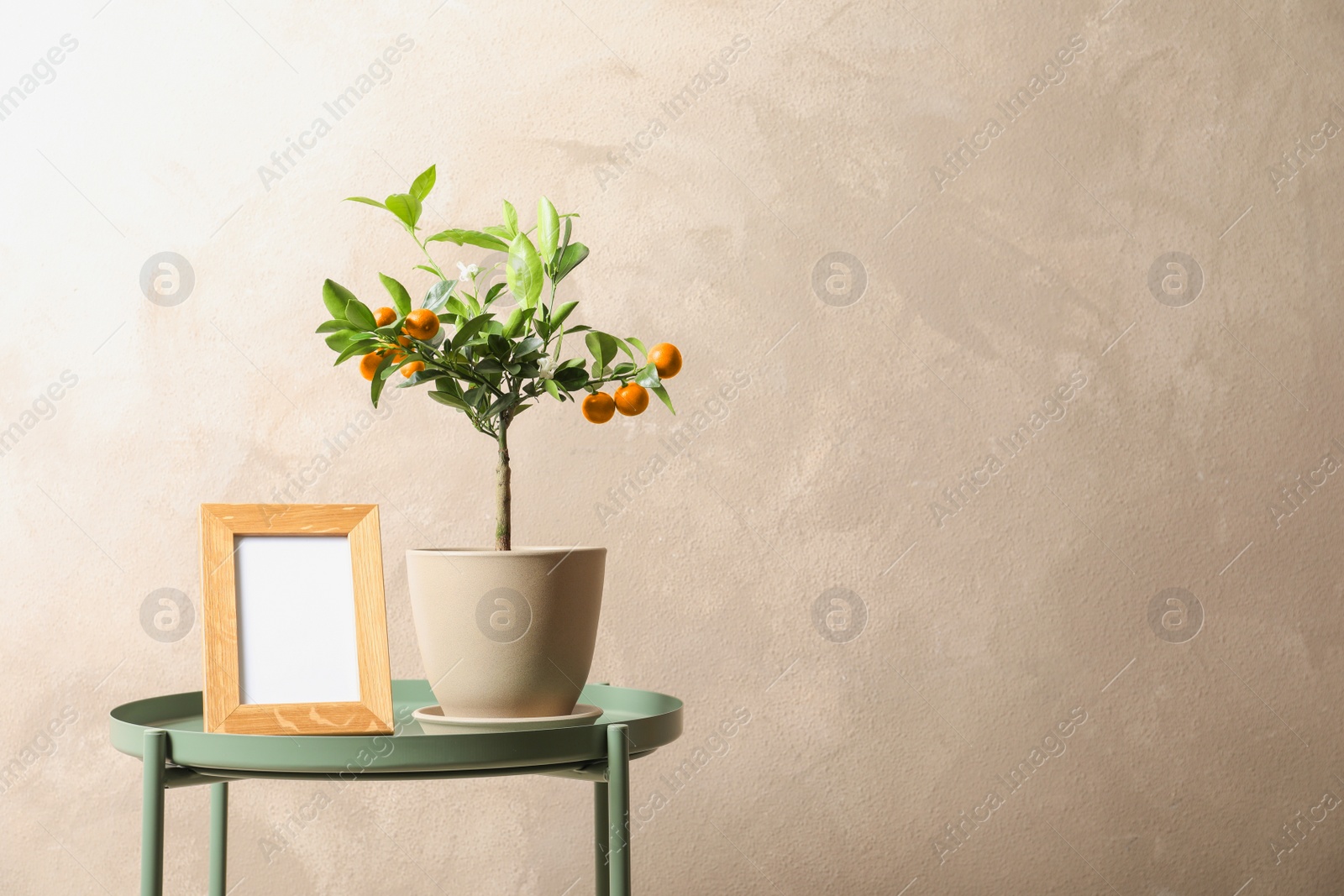 Photo of Potted citrus tree and empty frame on table against color background. Space for text