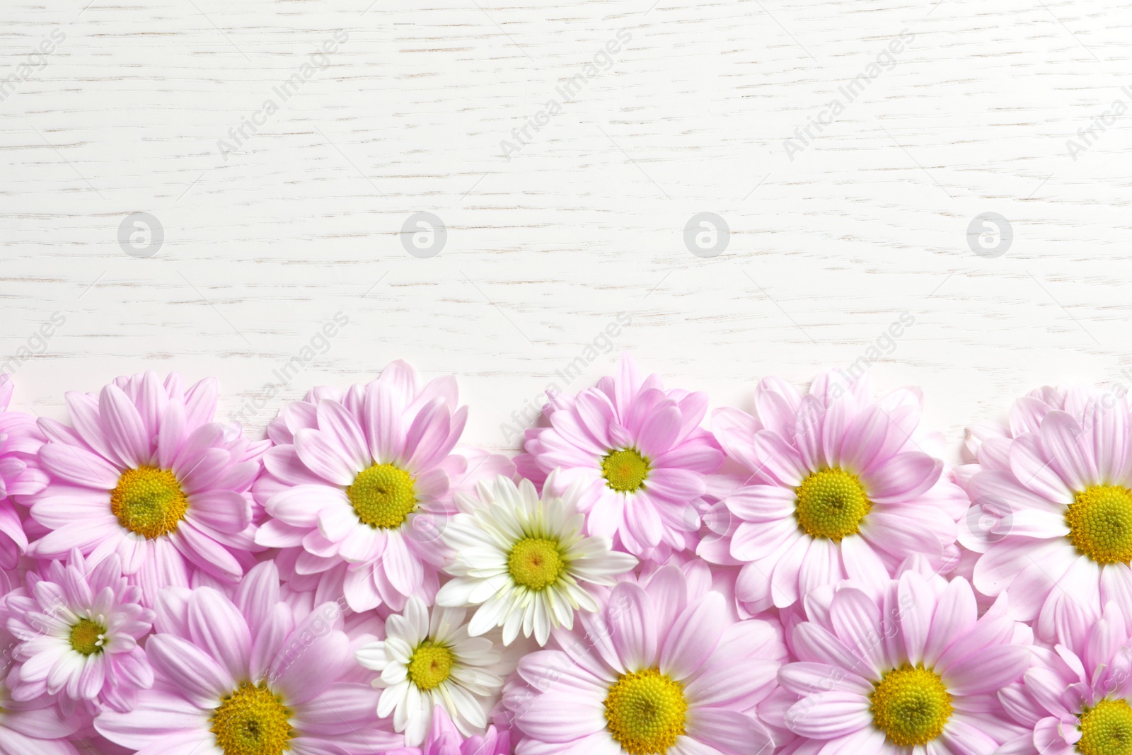 Photo of Beautiful chamomile flowers on wooden background, flat lay with space for text