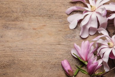 Magnolia tree branches with beautiful flowers on wooden table, flat lay. Space for text