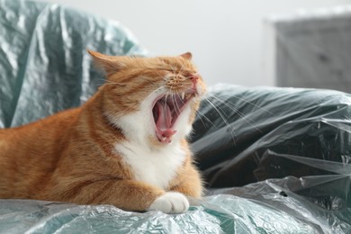 Cute ginger cat yawning in armchair covered with plastic film indoors, closeup
