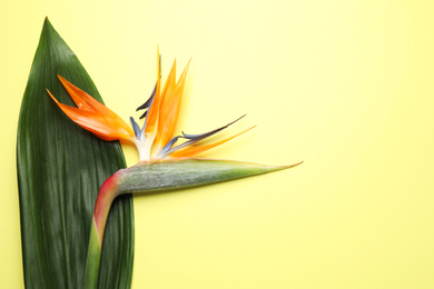 Photo of Bird of Paradise tropical flower on yellow background, top view. Space for text