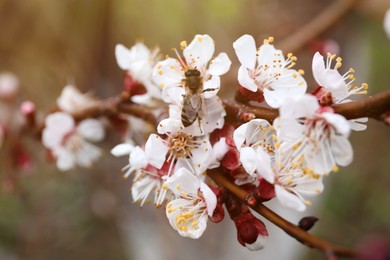 Beautiful honeybee on apricot tree branch with tiny tender flowers outdoors, closeup. Awesome spring blossom