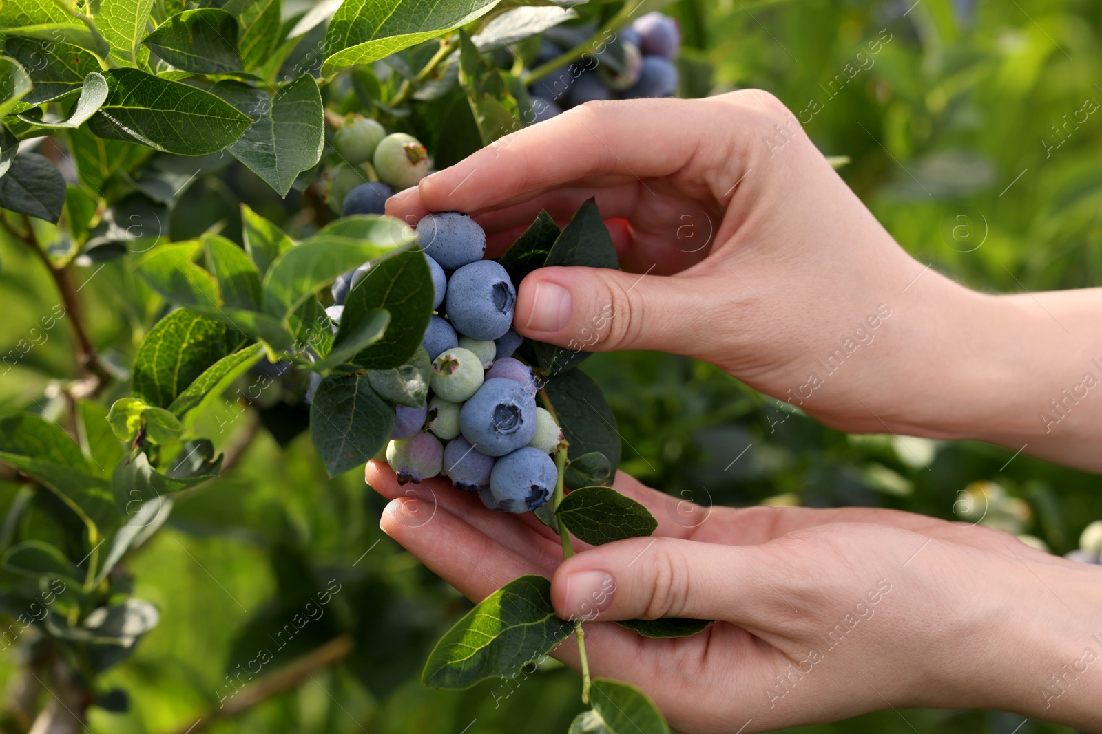 Photo of Woman picking up wild blueberries outdoors, closeup. Seasonal berries