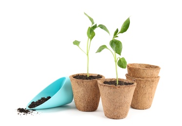 Vegetable seedlings in peat pots and plastic scoop with soil isolated on white