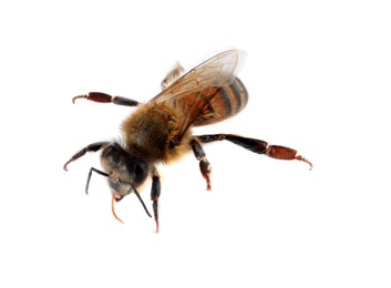 Photo of Beautiful honeybee on white background. Domesticated insect