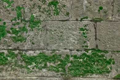 Photo of Stone wall with green moss as background, closeup