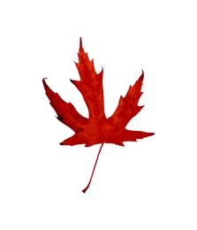 Image of Beautiful red maple leaf isolated on white. Autumn season