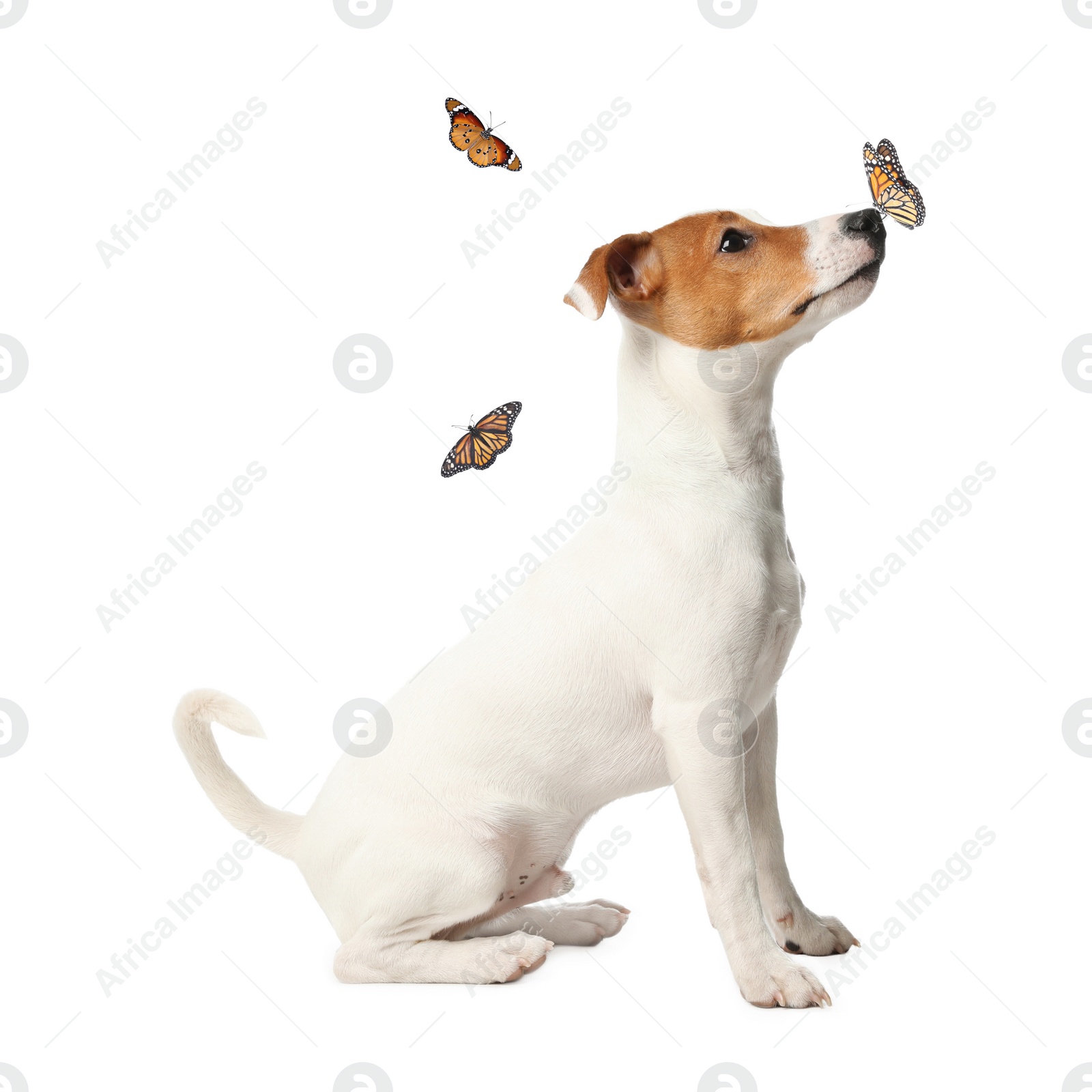 Image of Cute Jack Russel Terrier and butterflies on white background. Lovely dog