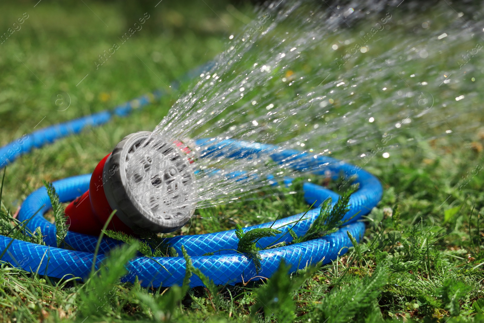 Photo of Water spraying from hose on green grass outdoors, closeup