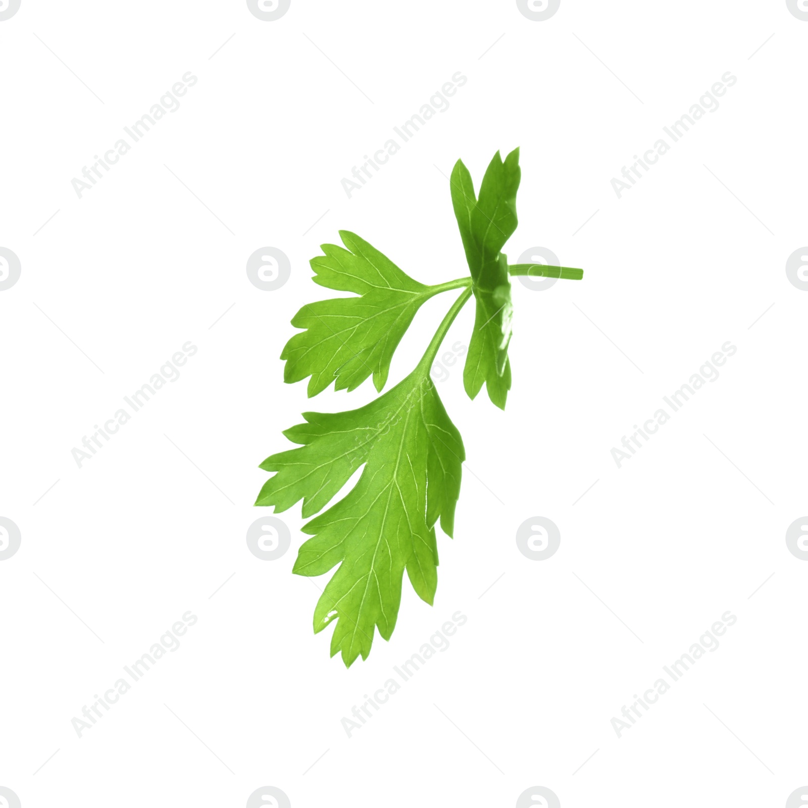 Photo of Fresh green organic parsley on white background