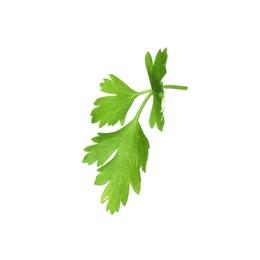 Fresh green organic parsley on white background