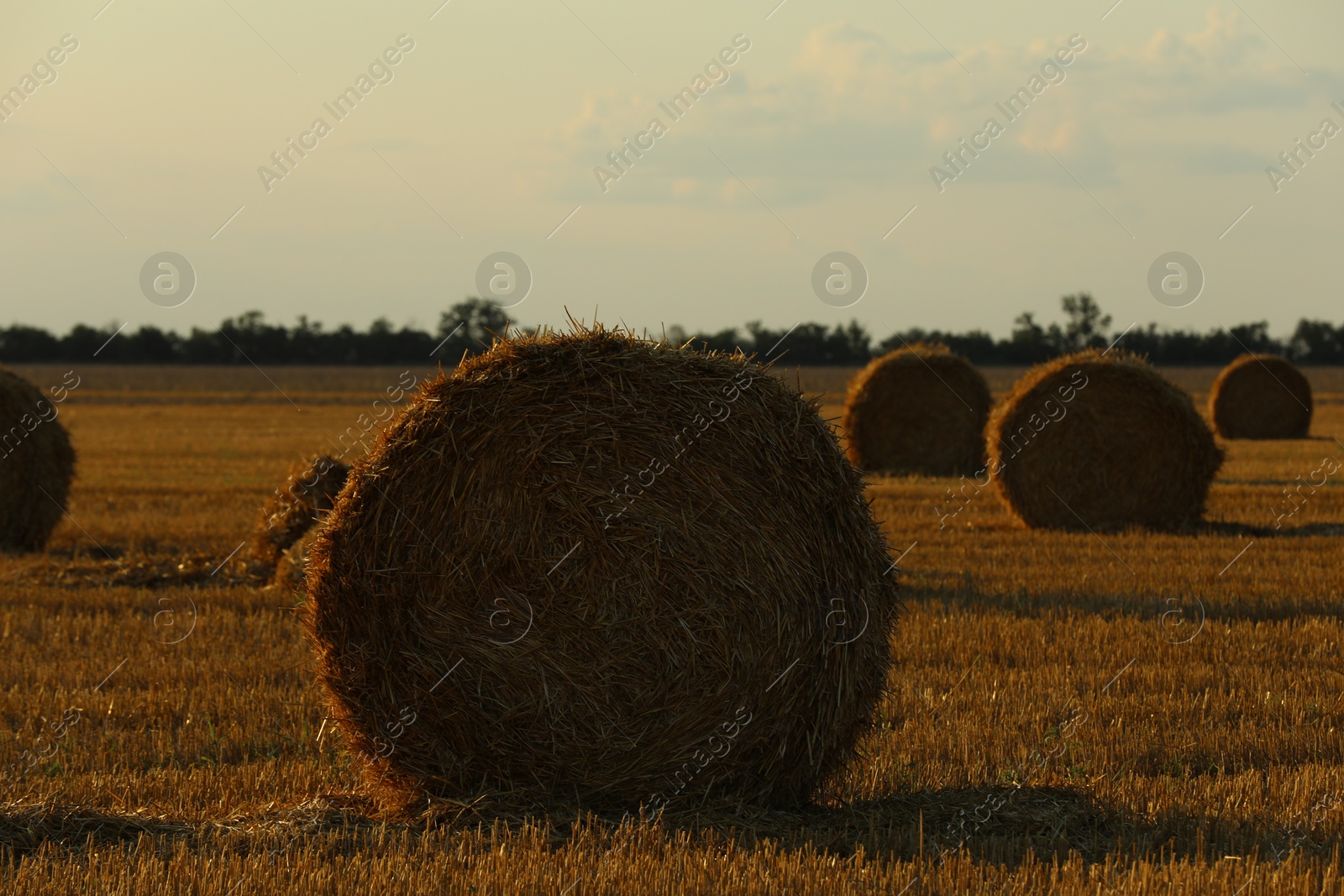 Photo of Beautiful view of agricultural field with hay bales