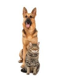 Adorable cat and dog on white background. Animal friendship