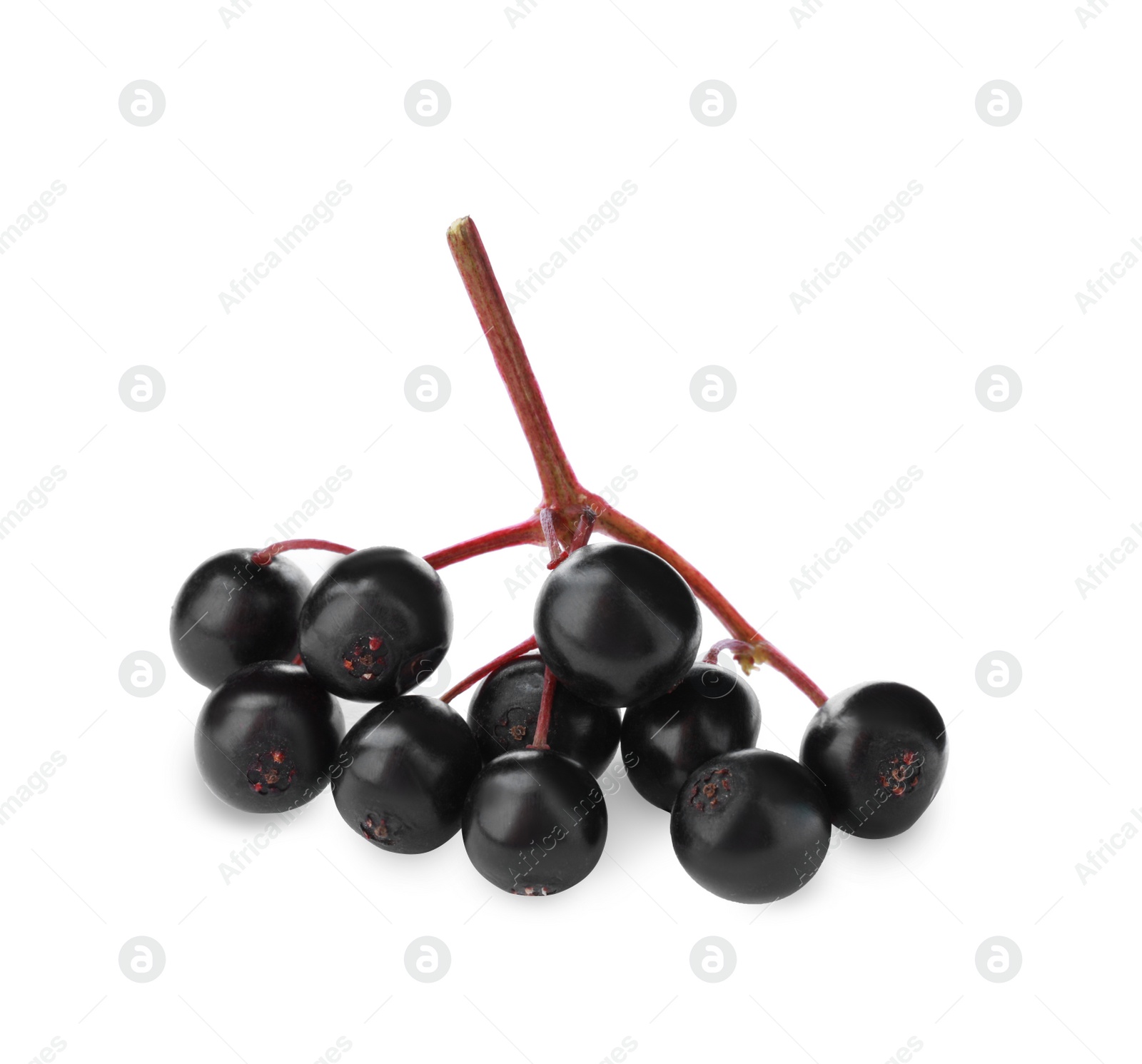 Photo of Cluster of elderberries (Sambucus) isolated on white