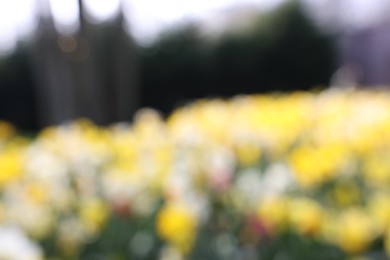 Photo of Blurred view of daffodil flowers growing in park