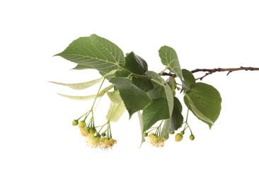 Photo of Linden tree branch with fresh young green leaves and blossom isolated on white