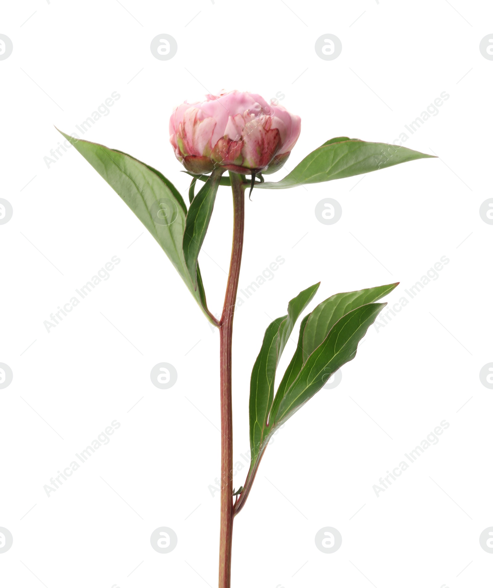 Photo of Beautiful pink peony flower isolated on white