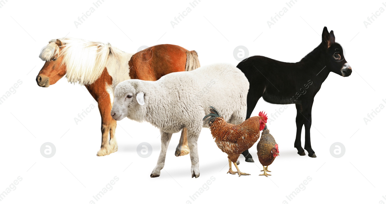 Image of Collage with small horse and other pets on white background. Banner design