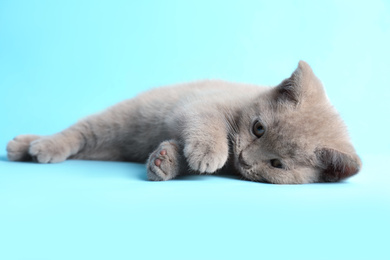 Scottish straight baby cat lying on light blue background