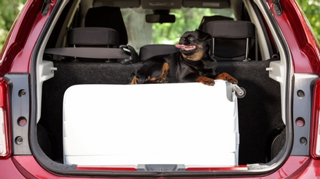 Photo of Cute Petit Brabancon dog lying on suitcase in car trunk