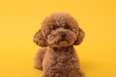 Photo of Cute Maltipoo dog on orange background. Lovely pet