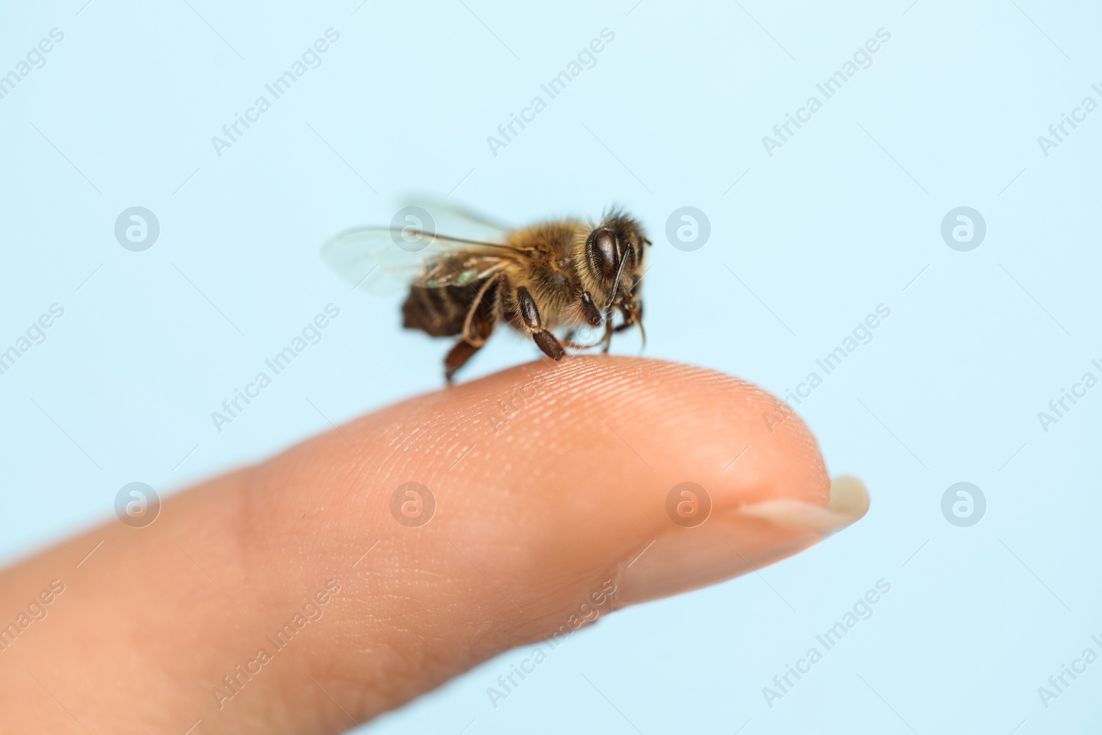 Photo of Bee going to sting woman on light blue background, closeup