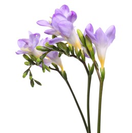 Photo of Beautiful violet freesia flowers isolated on white