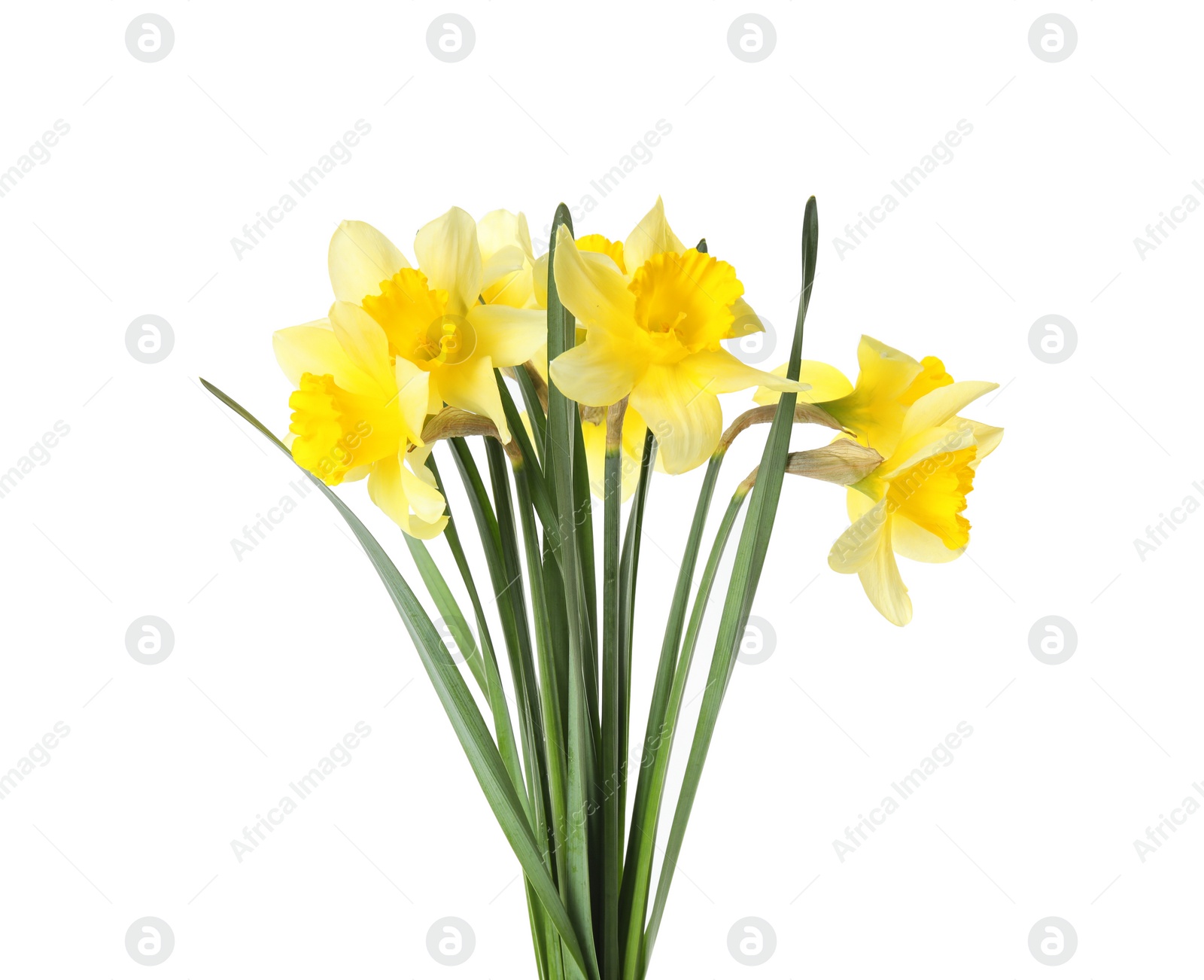 Photo of Bouquet of daffodils on white background. Fresh spring flowers