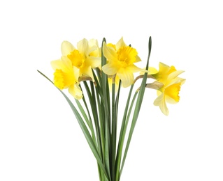 Photo of Bouquet of daffodils on white background. Fresh spring flowers