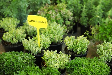 Potted lemon thyme and oregano plants on table