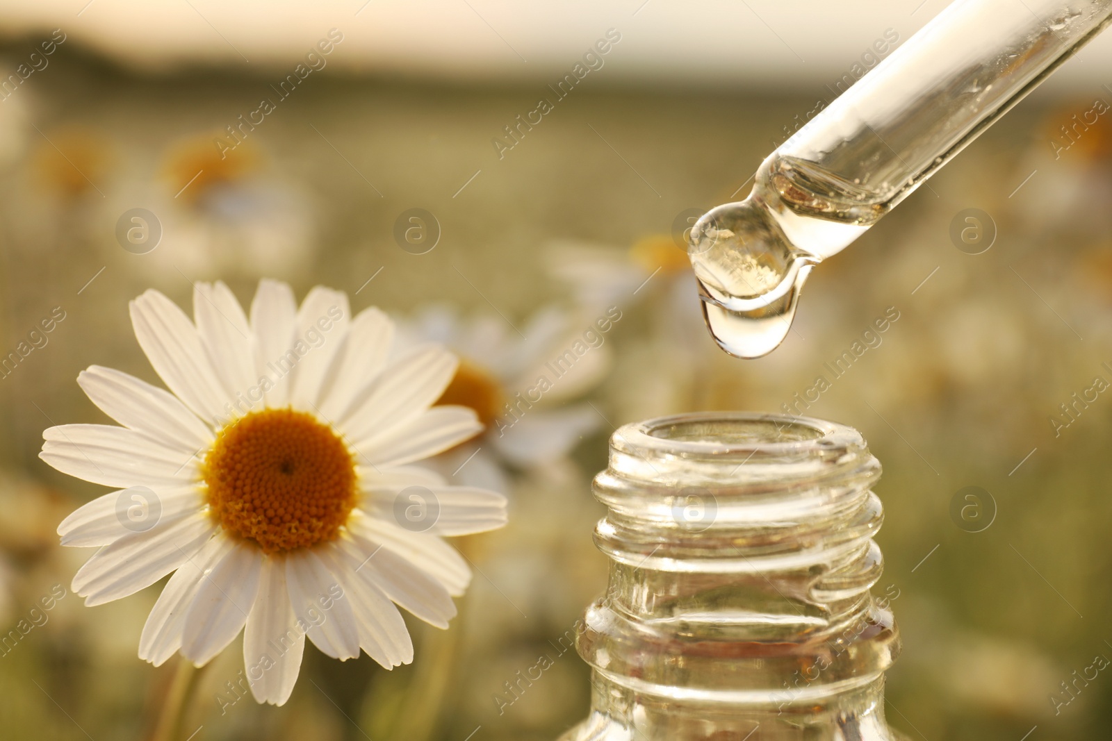 Photo of Dripping essential oil from pipette into bottle in chamomile field, closeup