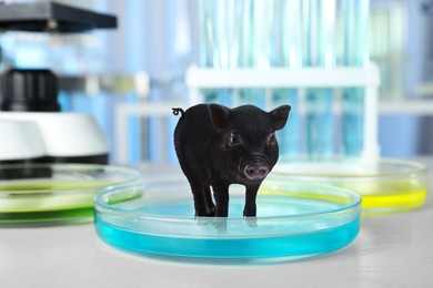 Image of Small pig in Petri dish on laboratory table. Cultured meat concept