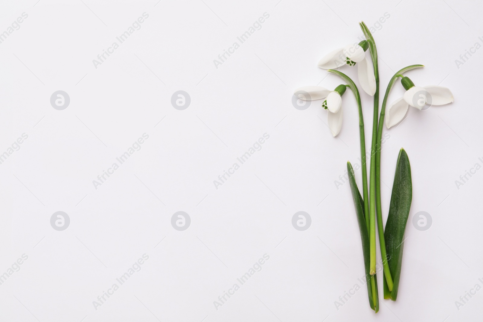 Photo of Beautiful snowdrops on white background, top view