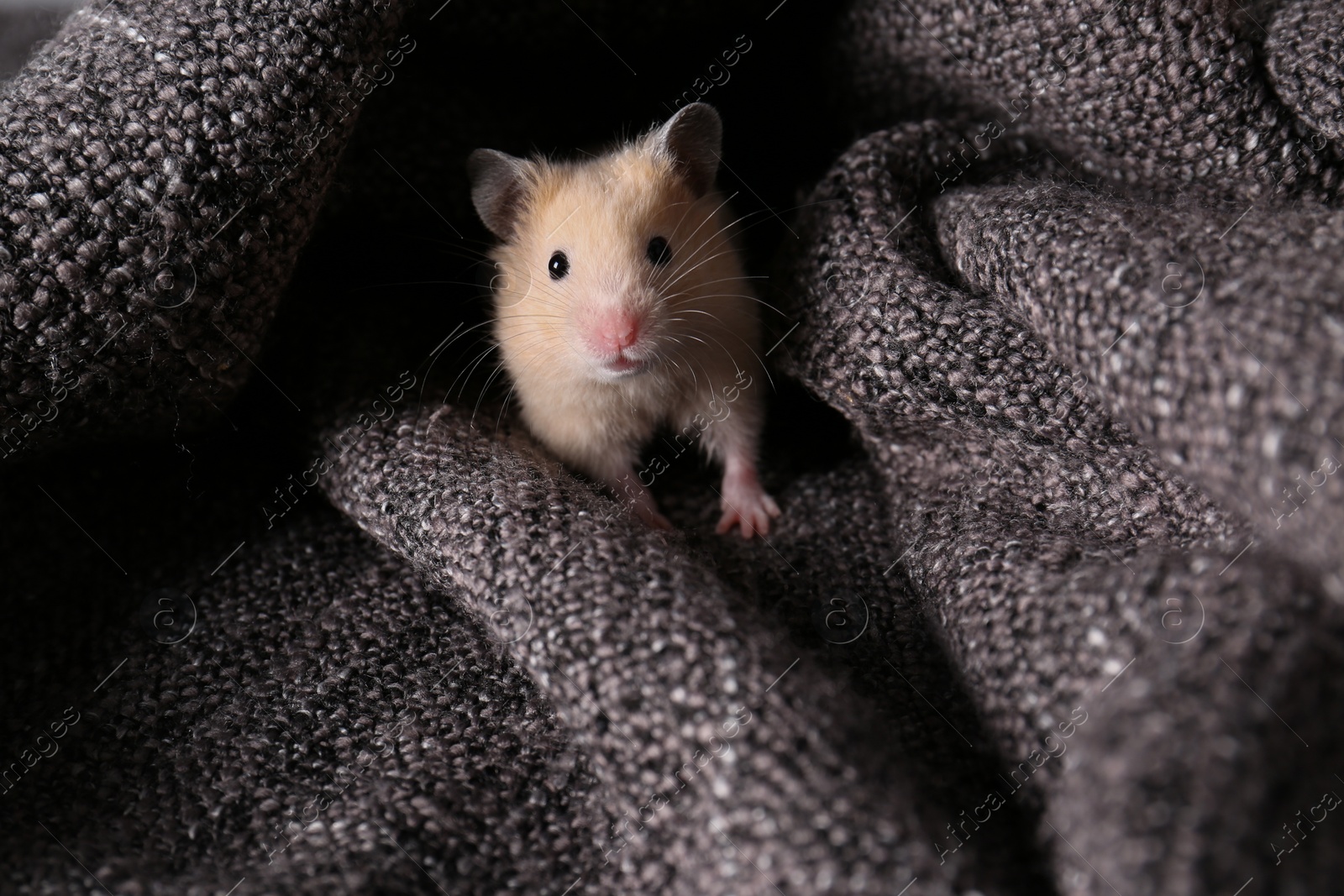 Photo of Cute little hamster on soft grey plaid