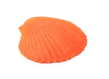 Photo of Beautiful orange seashell isolated on white. Beach object