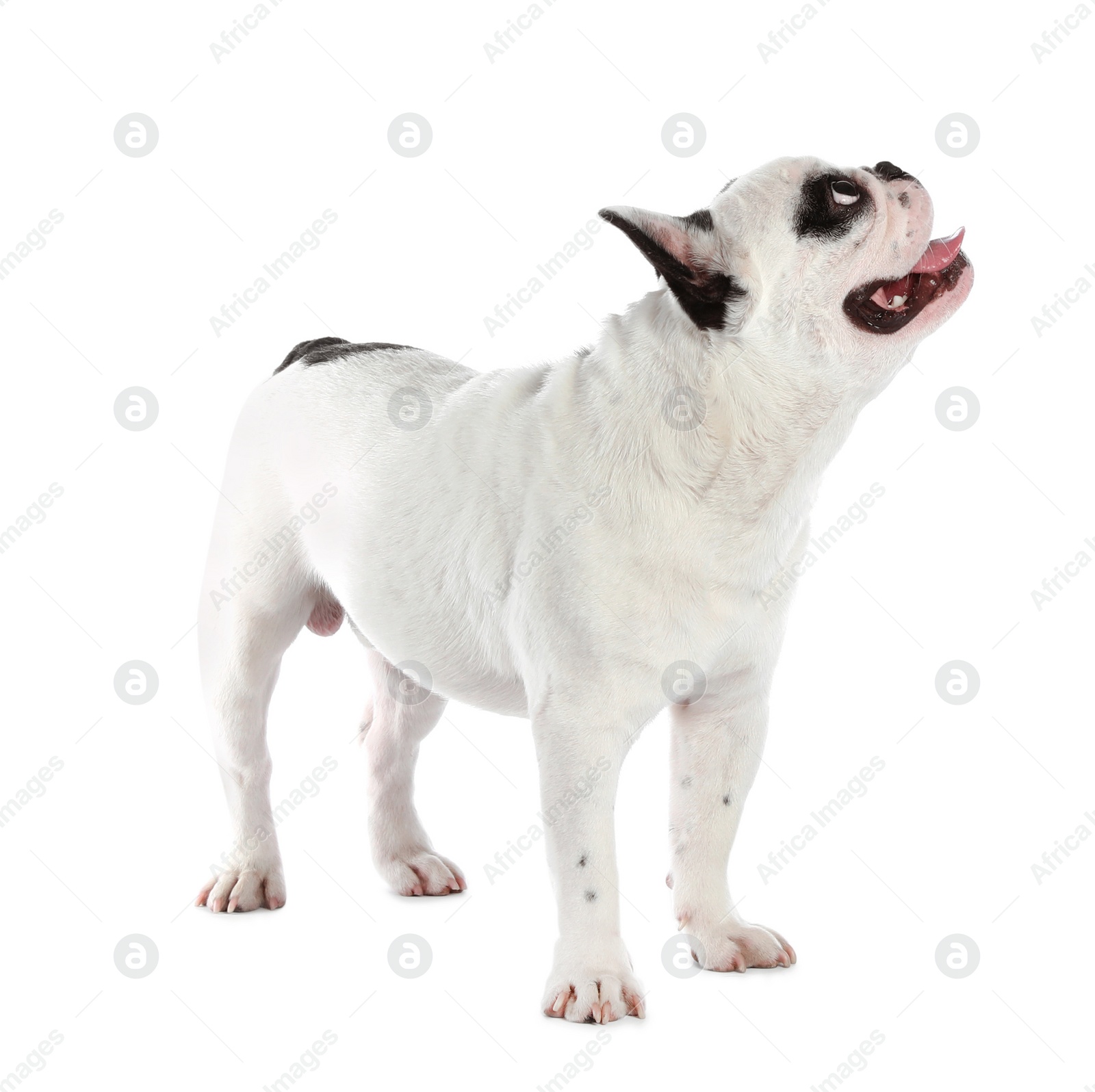 Photo of French bulldog on white background. Adorable pet