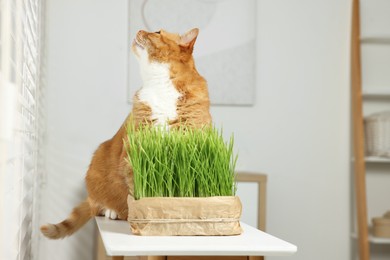 Cute ginger cat and potted green grass on white table indoors, space for text