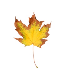 Photo of Dry leaf of maple tree isolated on white. Autumn season