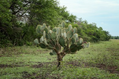Photo of Beautiful green prickly pear cactus growing in field